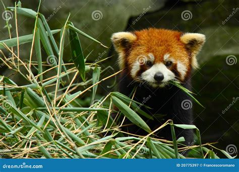 Small Red Panda Royalty Free Stock Photography Image 20775397