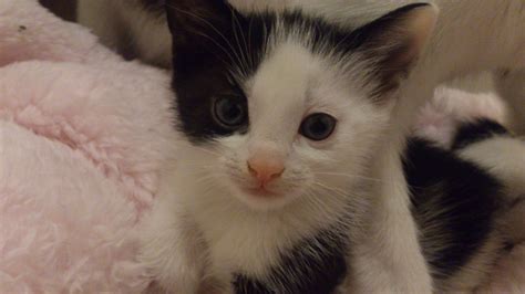 13 week old kitten for sale, gorgeous baby girl | Salford ...