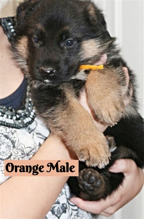 German shepherd puppies available now for sale. Kc Reg German Shepherd Puppies For Sale - Classifieds.uk ...