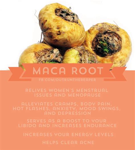 benefits of maca root maca benefits maca root maca