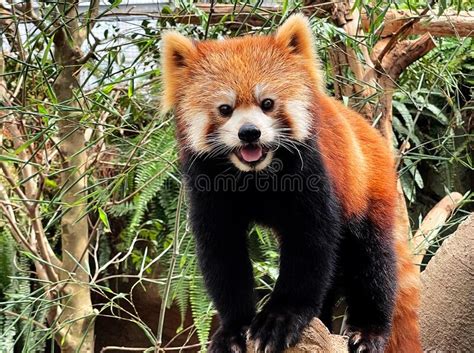 The Red Panda Standing On The Wood Animal Kingdom Stock Photo Image