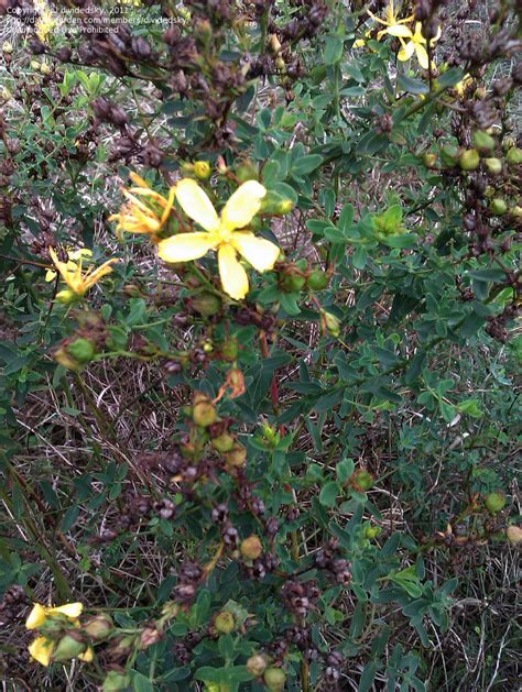 Plant Identification Closed Roadside Mystery Plant 1 By Dividedsky