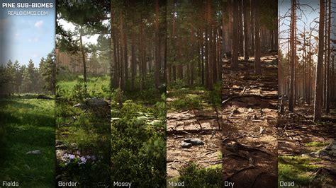 Rb Realbiomes Scots Pine Forest Biome Trees Landscape Pine Forest
