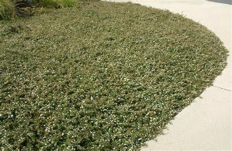 Buy Cotoneaster Dammeri Bearberry Cotoneaster Hedging Plants Hopes