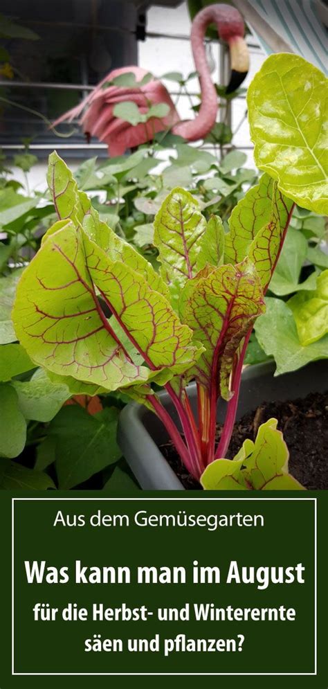 Übrigens solltest du deinen garten jetzt noch nicht aufräumen. Welches Gemüse kann man für den Herbst im August säen ...