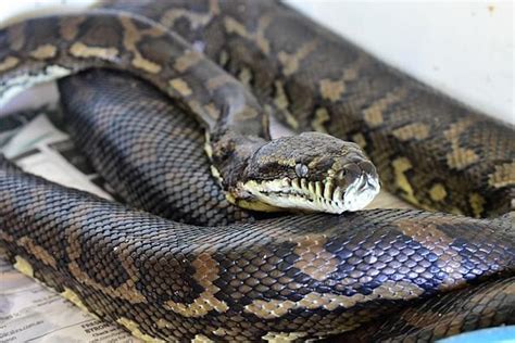 The Carpet Python Who Was Found Covered In More Than 500 Paralysis