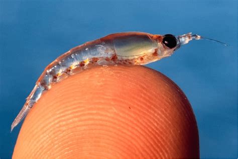 Krill Vs Fish Which Is Better Krill Products