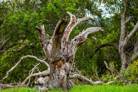 The Ecosystem Benefits Of Dead Standing Wood Or Tree Snags Santa