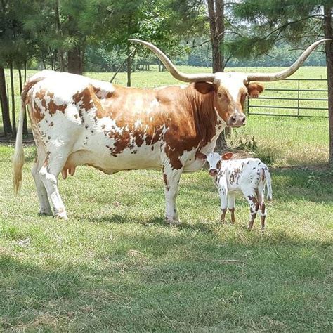 See dickinson cattle's revenue, employees, and funding info on owler, the world's largest dickinson cattle is a private company. Beautiful longhorn mother with her new calf … | Longhorn ...
