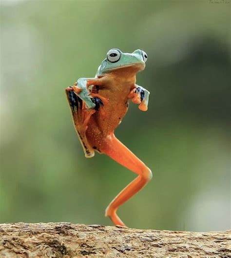Happy Frog Photography By Yensentan Cute Wild Animals Cute Frogs