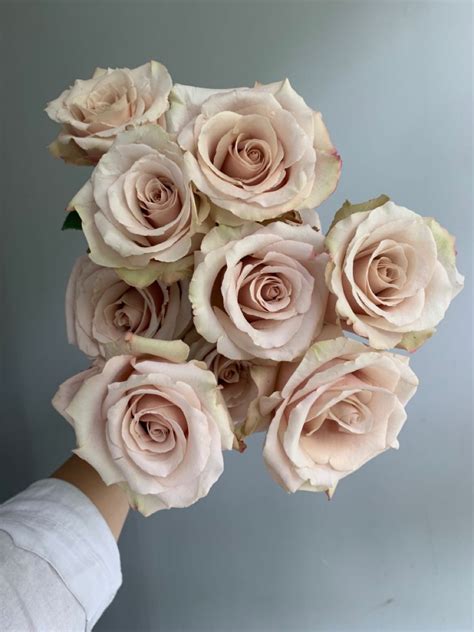 Quicksand Blush Roses Flower Arrangements Blush Roses Pink Flowers