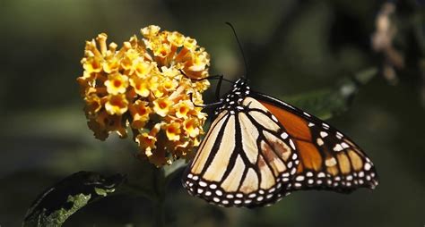 Monarch Butterfly Numbers Flutter Up But Still Off Recent Highs Study