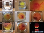 組圖：科學家製作透明蛋殼觀察鳥蛋孵化 - 每日頭條