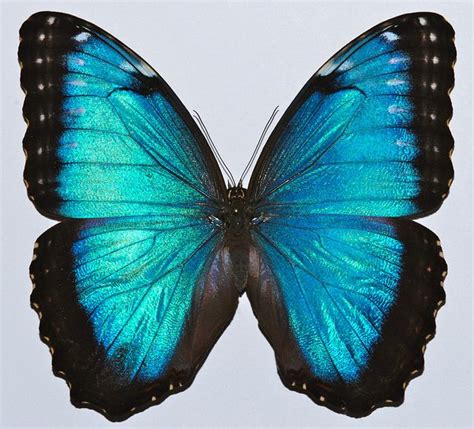 Blue Morpho Morpho Peleides Morpho Butterfly Butterfly Pictures