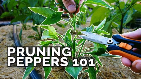 Pruning Pepper Plants 101 Is It Even Necessary Youtube