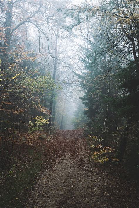 Forest Fog Path Hill Nature Hd Phone Wallpaper Peakpx