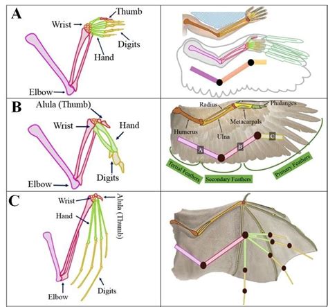 Bat wings are modified tetrapod forelimbs. (A) Human hand, (B) bird and (C) bat forelimb comparison ...