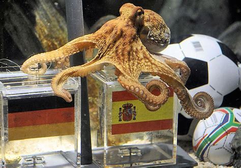 lunchtime links psychic octopus picks another world cup winner