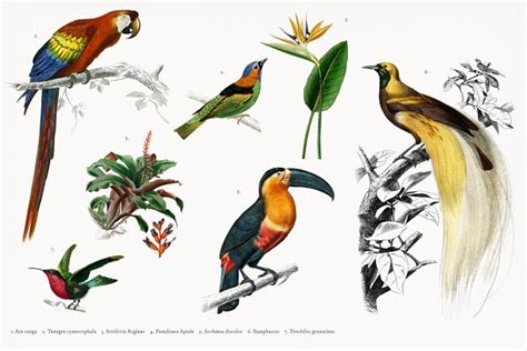 Different Types Of Birds Psd ~ Animal Photos ~ Creative Market