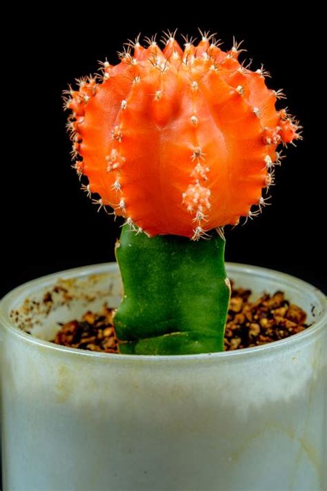 15 of the Best Types of Cactus - Different Types of Indoor ...