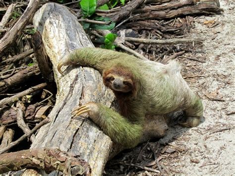 Does Algae Grow On Sloths A Green Coat Explored Animal Hype
