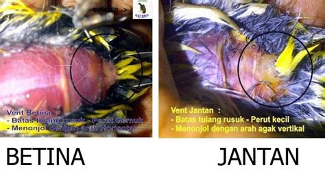 Selama musim kawin, jantan akan mendekati betina dan. Cara Mengetahui Jenis Kelamin Burung Pleci Dengan Mudah