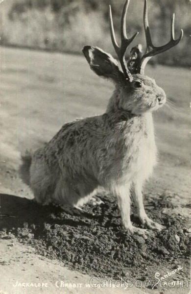 A Jackalope Rabbit With Horns Cryptozoology Mythical Creatures