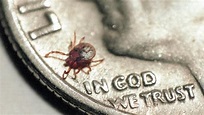 Tick-borne illnesses Lyme disease, Rocky Mountain spotted fever a ...