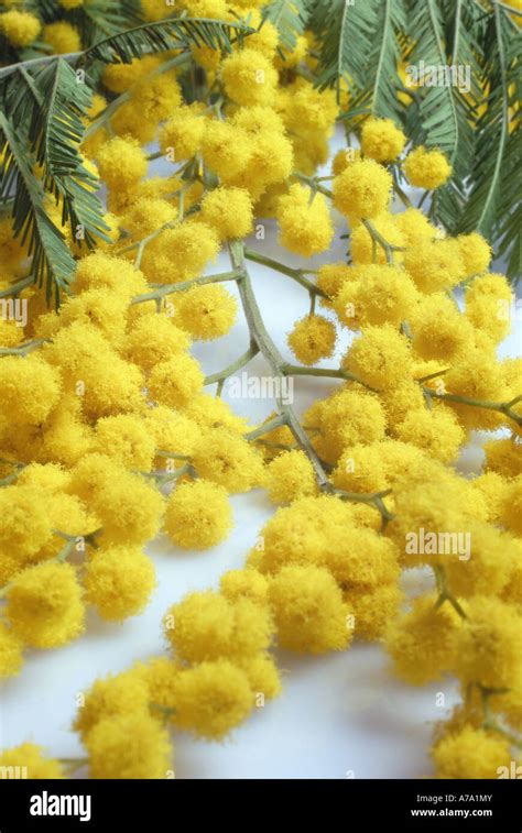 Yellow Mimosa Flowers Stock Photo Alamy