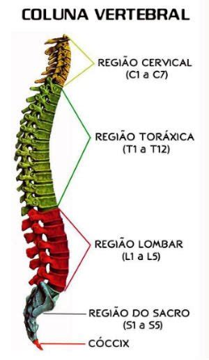 Coluna Vertebral Vértebras Função Anatomia E Divisão Toda Matéria