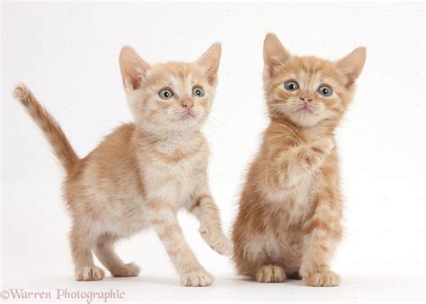 Two Ginger Kittens 5 Weeks Old Photo Wp37850