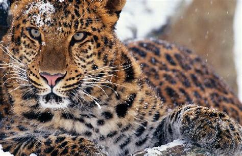 Animal Pedia Amur Leopard Most Critical Endangered Leopard