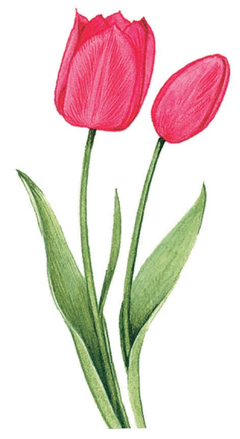 Long Stem Flowers Trendy Flowers Tulip Painting Watercolor Flowers