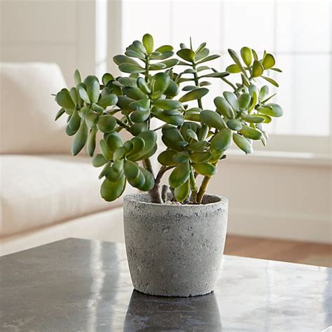5 Indoor Plants To Bring Sheer Good Luck To The House My