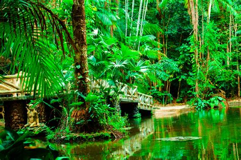 These form a tall canopy. Biome location - Amazon Rainforest