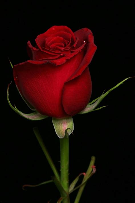 Pin By Kallol Bhattacharya On My Rose Beautiful Red Roses Beautiful