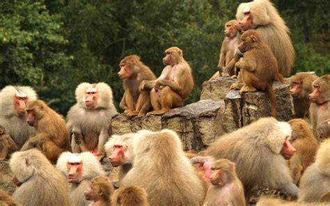 Monkey Social Structure Monkey Facts And Information