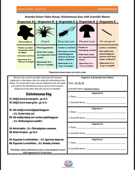 All of the offspring of the first cross have the. Amoeba Sisters Monohybrid Worksheet / 30 Monohybrid ...