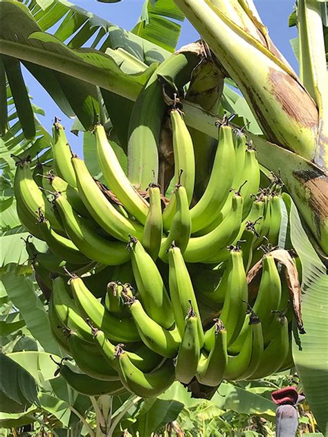 Tanzania's traditional cooking banana yields more than expected!