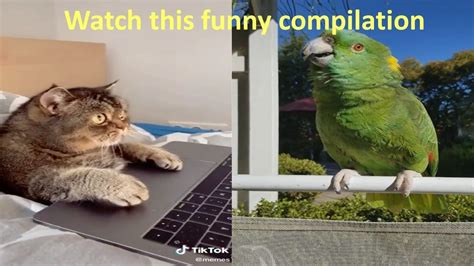 Watch This Funny Animal Compilation Youtube