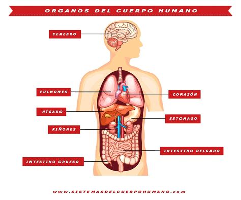 Órganos Del Cuerpo Humano Organos Del Cuerpo Humano Cuerpo Humano