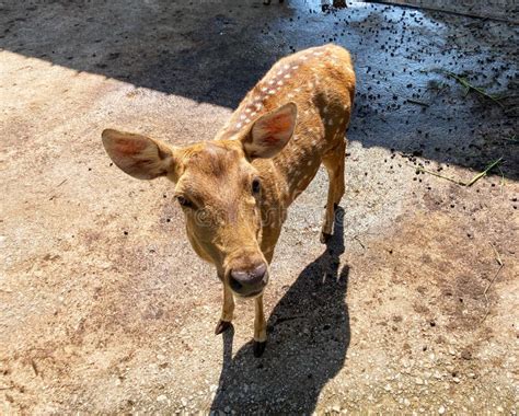 Baby Sika Deer Stock Photo Image Of Odocoileus Mammal 268852212