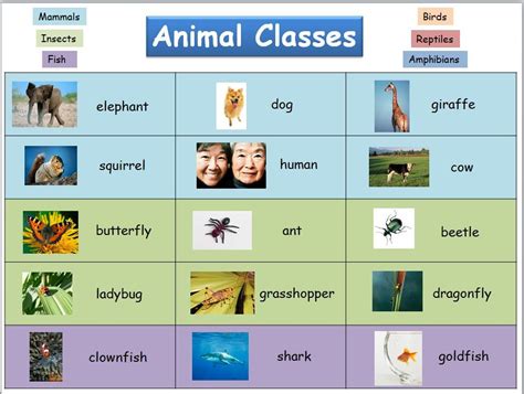 Free Primary Animal Worksheets Free Animal Classes Reference Chart