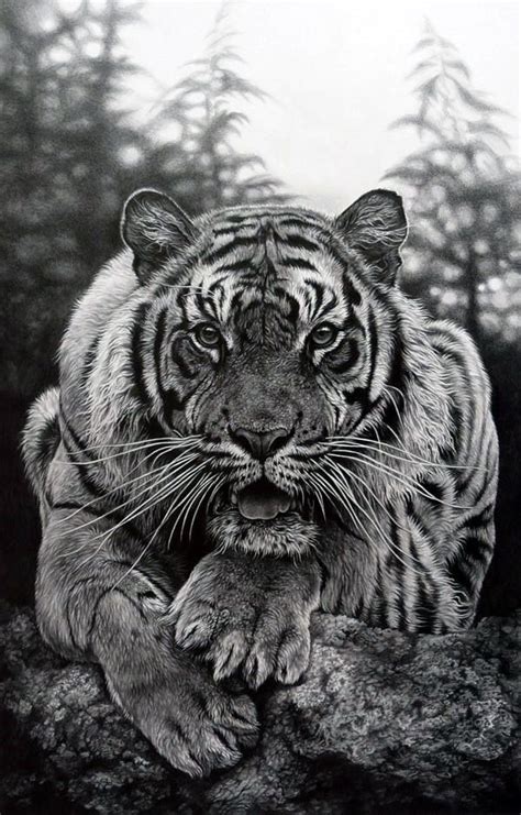 13 Best Tiger Drawings Images On Pinterest Tiger Drawing Animal