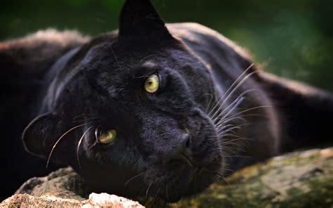 Download Animal Black Panther Hd Wallpaper