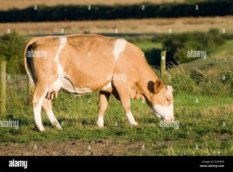 Jersey Cow Hi Res Stock Photography And Images Alamy