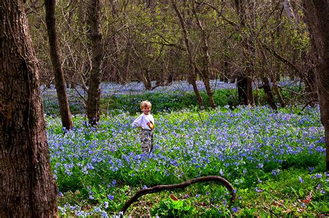 Its Time For Bluebells At Merrimac Farm News