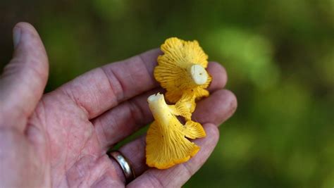 Hen Of The Woods Chanterelle Mushrooms In Mn How To Pick And Cook