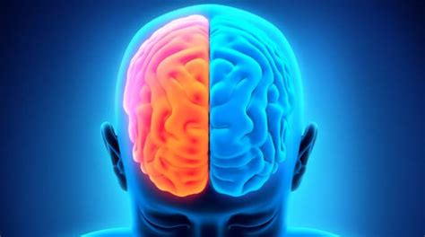 There are numerous studies which prove the left brain does differ from the right brain. Busting the Left Brain vs Right Brain Myth : Conscious ...