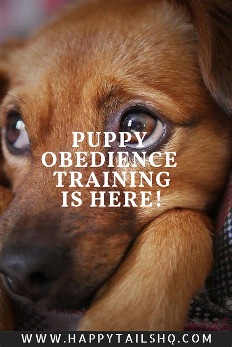Puppy Obedience Training Top 5 Rules For Your Puppy Puppy Obedience